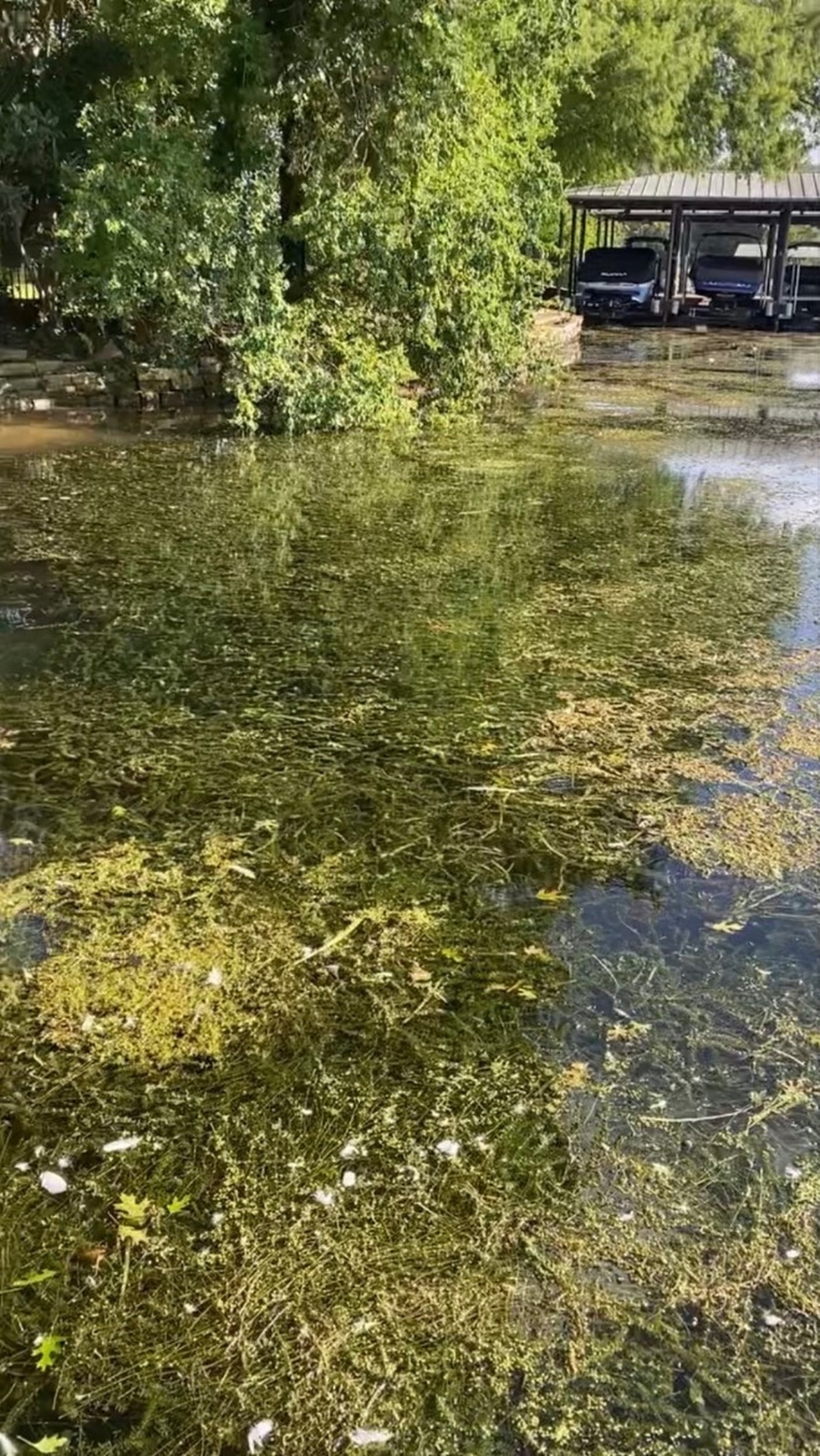 Hydrilla-covered Lake Austin shoreline before removal